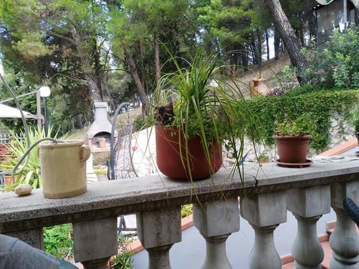 B&B Peschici Rooms Eksteriør bilde
